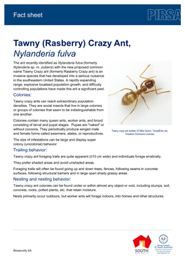 Tawny (Rasberry) Crazy Ant, Nylanderia Fulva the Ant Recently Identified As Nylanderia Fulva (Formerly Nylanderia Sp