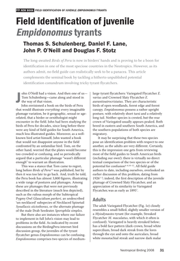 FIELD IDENTIFICATION of JUVENILE EMPIDONOMUS TYRANTS Field Identification of Juvenile Empidonomus Tyrants Thomas S