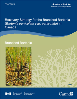 Branched Bartonia (Bartonia Paniculata Ssp
