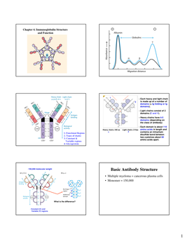 Basic Antibody Structure • Multiple Myeloma = Cancerous Plasma Cells • Monomer = 150,000