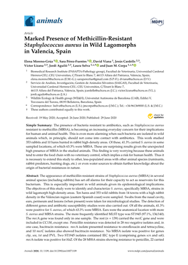 Marked Presence of Methicillin-Resistant Staphylococcus Aureus in Wild Lagomorphs in Valencia, Spain