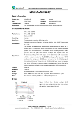 SEC31A Antibody