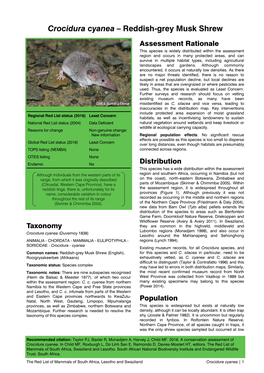 Crocidura Cyanea – Reddish-Grey Musk Shrew