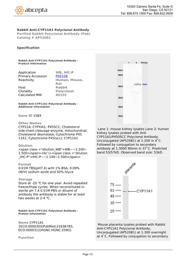 Rabbit Anti-CYP11A1 Polyclonal Antibody Purified Rabbit Polyclonal Antibody (Pab) Catalog # AP52081