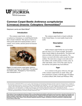 Common Carpet Beetle Anthrenus Scrophulariae (Linnaeus) (Insecta: Coleoptera: Dermestidae)1
