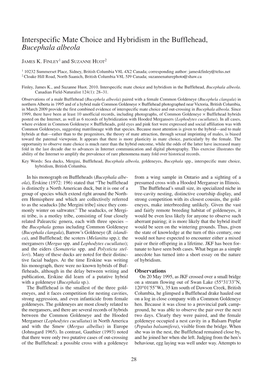 Interspecific Mate Choice and Hybridism in the Bufflehead, Bucephala Albeola