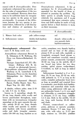 Siophoenix Schumannii Has Priority Un­ Specimens for B