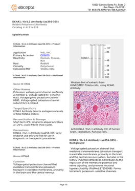 KCNA1 / Kv1.1 Antibody (Aa256-305) Rabbit Polyclonal Antibody Catalog # ALS14838