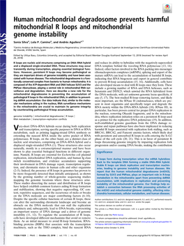 Human Mitochondrial Degradosome Prevents Harmful Mitochondrial R Loops and Mitochondrial Genome Instability