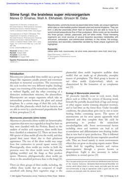 Slime Fungi: the Brainless Super Microorganism Marwa O