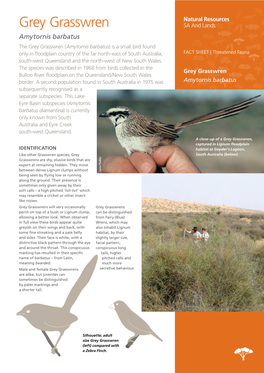 Grey Grasswren