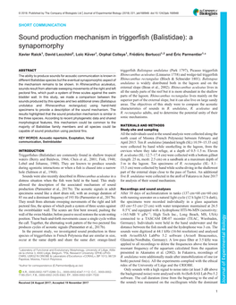 Sound Production Mechanism in Triggerfish (Balistidae)