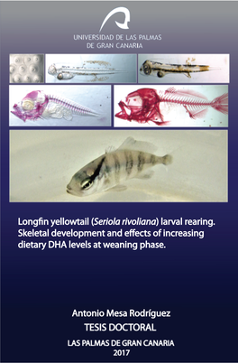 Longfin Yellowtail (Seriola Rivoliana) Larval Rearing. Skeletal Development and Effects of Increasing Dietary DHA Levels at Weaning Phase"