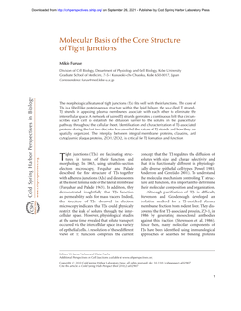 Molecular Basis of the Core Structure of Tight Junctions