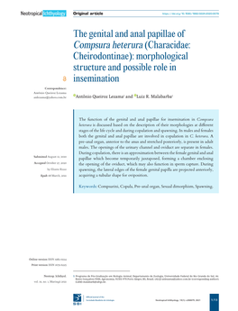 The Genital and Anal Papillae of Compsura Heterura (Characidae: Cheirodontinae): Morphological Structure and Possible Role in Insemination