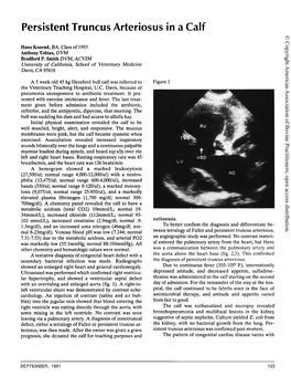 Persistent Truncus Arteriosus in a Calf