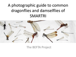 A Photographic Guide to Common Dragonflies and Damselflies of SMARTRI