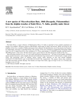 A New Species of Macrobrachium Bate, 1868 (Decapoda, Palaemonidae) from the Dolphin Trenches of Kulsi River, N