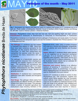 Phytophthora Nicotianae Is an Important Soil Borne Pathogen of Herbaceous and Woody Plants