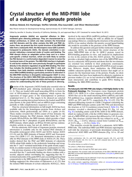 Crystal Structure of the MID-PIWI Lobe of a Eukaryotic Argonaute Protein