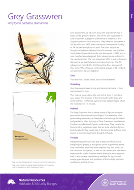 Grey Grasswren Rare Amytornis Barbatus Diamantina