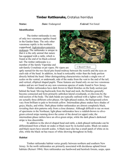 Timber Rattlesnake, Crotalus Horridus