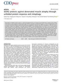 SESN2 Protects Against Denervated Muscle Atrophy Through Unfolded