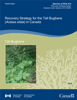 Tall Bugbane (Actaea Elata) in Canada
