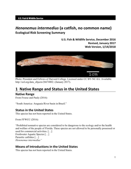 Henonemus Intermedius (A Catfish, No Common Name) Ecological Risk Screening Summary