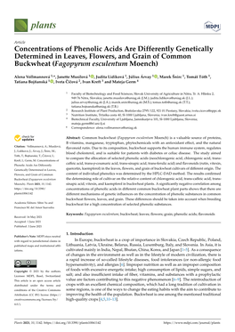 Concentrations of Phenolic Acids Are Differently Genetically Determined in Leaves, Flowers, and Grain of Common Buckwheat (Fagopyrum Esculentum Moench)