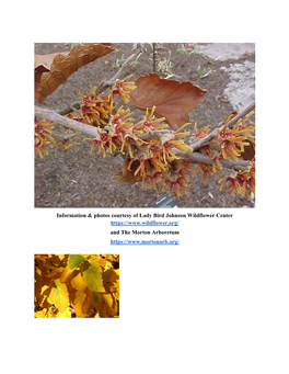 Witch Hazel – Hamamelis Vernalis