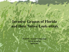 Invasive Grasses of Florida and Their Native Look-Alikes