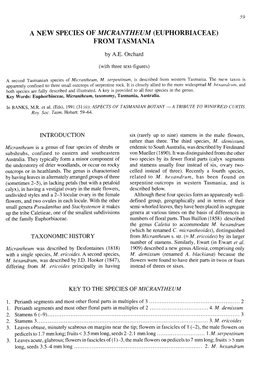 A New Species of Micrantheum (Euphorbiaceae) from Tasmania