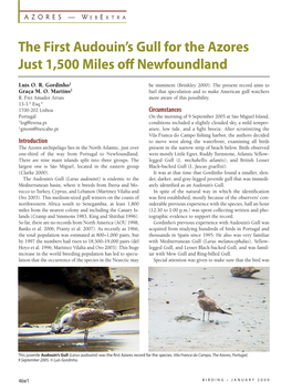 The First Audouin's Gull for the Azores Just 1,500 Miles Off Newfoundland