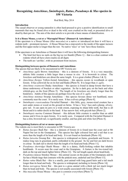 Recognizing Antechinus, Sminthopsis, Rattus, Pseudomys & Mus Species in SW Victoria