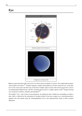 Eye 1 Eyes Are Organs That Detect Light, and Convert It to Electro-Chemical
