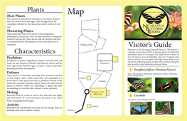 Butterflies Feed on the Nectar of Flowering Plants, Pollinating in the Process