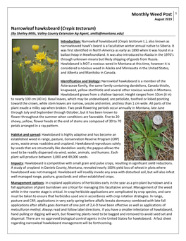 Narrowleaf Hawksbeard (Crepis Tectorum) (By Shelley Mills, Valley County Extension Ag Agent, Smills@Montana.Edu)