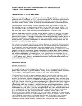 SBRC Criteria for Identification of Caspian Gull Larus Cachinnans