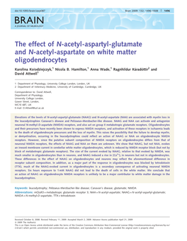 The Effect of N-Acetyl-Aspartyl-Glutamate and N-Acetyl-Aspartate on White Matter Oligodendrocytes