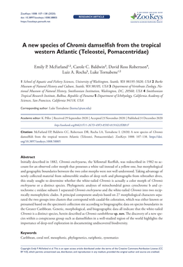 A New Species of Chromis Damselfish from the Tropical Western Atlantic (Teleostei, Pomacentridae)