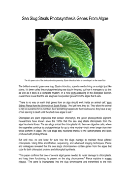 Sea Slug Steals Photosynthesis Genes from Algae