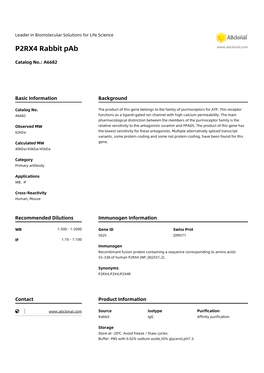 P2RX4 Rabbit Pab
