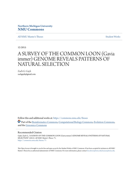 A SURVEY of the COMMON LOON (Gavia Immer) GENOME REVEALS PATTERNS of NATURAL ELS ECTION Zach G