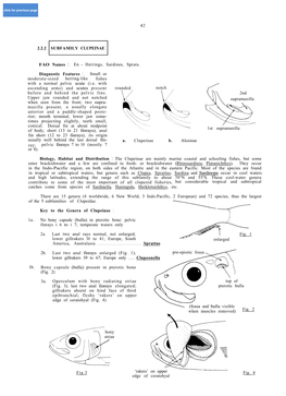 42 2.2.2 SUBFAMILY CLUPEINAE FAO Names : En