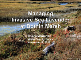 Managing Invasive Sea Lavender at Bothin Marsh