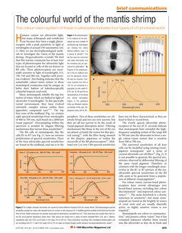 The Colourful World of the Mantis Shrimp the Colour-Vision System of These Crustaceans Includes Four Types of UV Photoreceptor