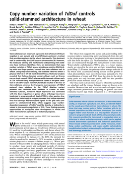 Copy Number Variation of Tddof Controls Solid-Stemmed Architecture in Wheat