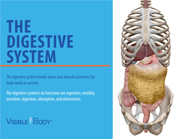 The Digestive System Breaks Down and Absorbs Nutrients the Body Needs to Survive