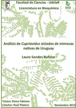 Laura Sandes Bufano Análisis De Cupriavidus Aislados De Mimosas Nativas De Uruguay